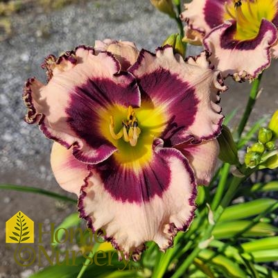 Hemerocallis x Rainbow Rhythm® 'Sound of My Heart'