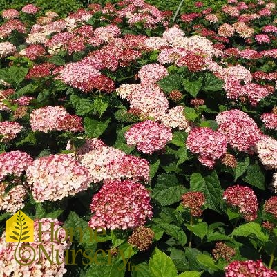 Hydrangea arborescens Incrediball® Blush