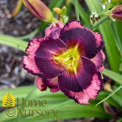 Hemerocallis x Rainbow Rhythm® 'Storm Shelter'