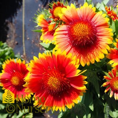 Gaillardia x grandiflora 'Mesa Bright Bicolor'