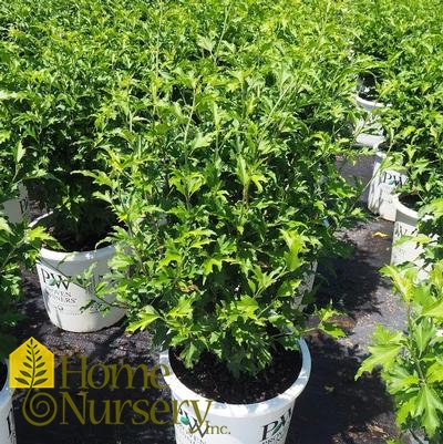 Hibiscus syriacus Purple Pillar®