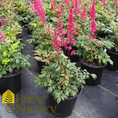 Astilbe x arendsii 'Fanal'