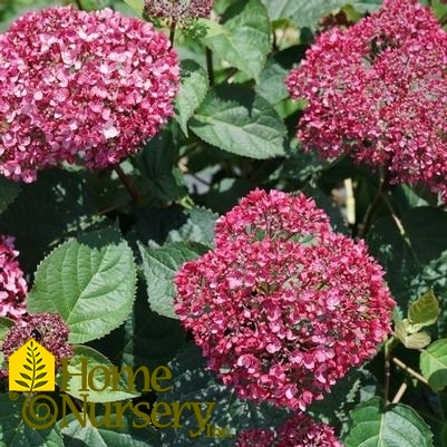 Hydrangea arborescens Invincibelle Garnetta®