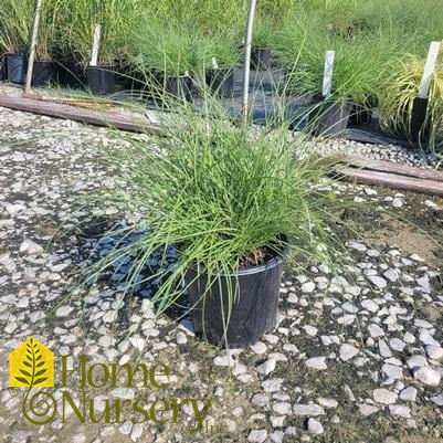 Miscanthus sinensis 'Little Kitten'