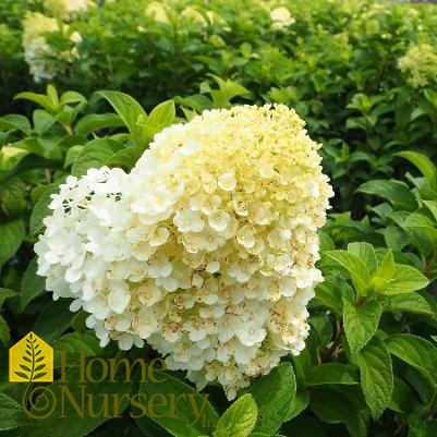 Hydrangea paniculata Bobo®