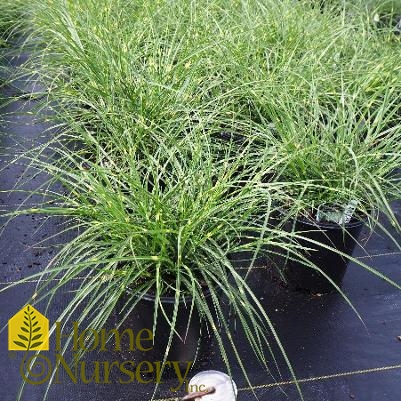 Miscanthus sinensis 'Little Zebra'