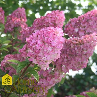 Hydrangea paniculata Strawberry Sundae®