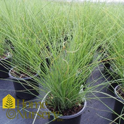 Miscanthus sinensis 'Gracillimus'