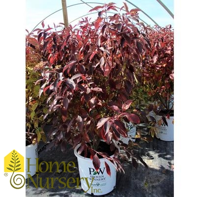 Cornus obliqua Red Rover®