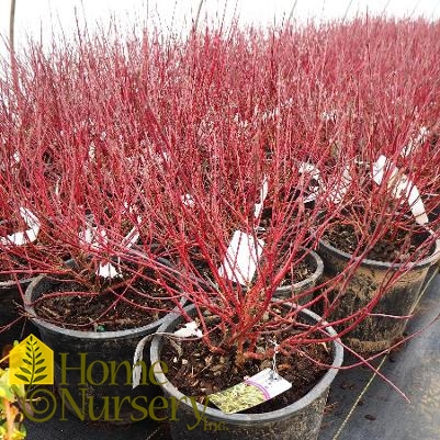 Cornus alba 'Ivory Halo'