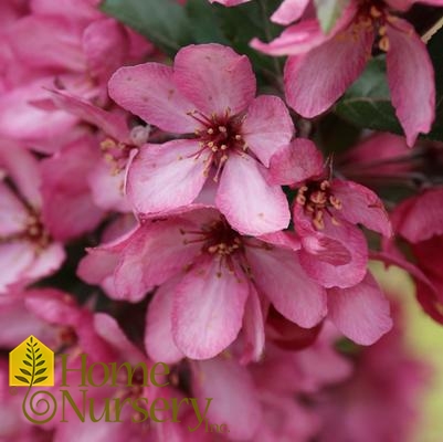 Malus Raspberry Spear®