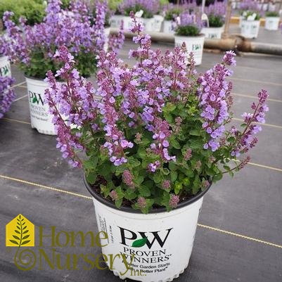 Nepeta x 'Cat's Pajamas'