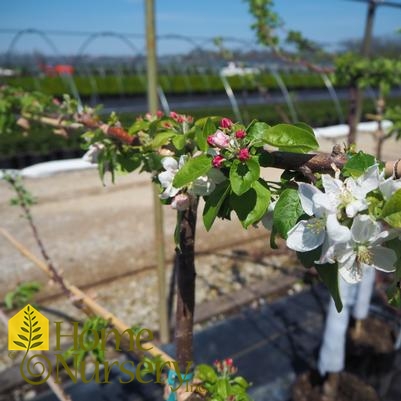 Malus domestica 'Hat Trick'