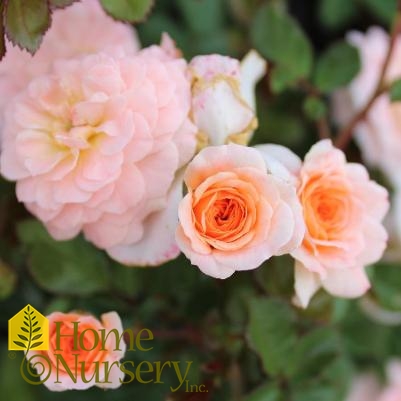 Rosa x Apricot Drift®