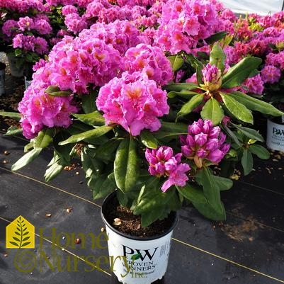 Rhododendron x Dandy Man® Purple