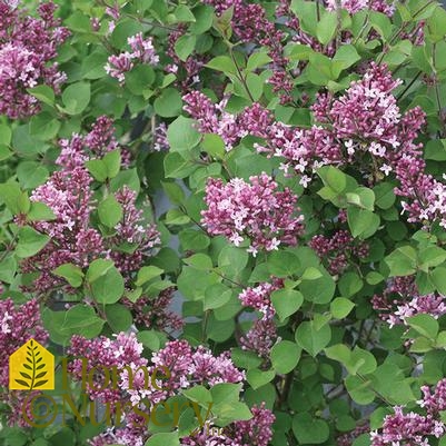 Syringa x Bloomerang® Dwarf Purple