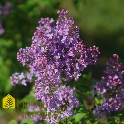 Syringa x hyacinthiflora Scentara Pura®