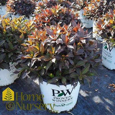 Weigela florida Midnight Wine®