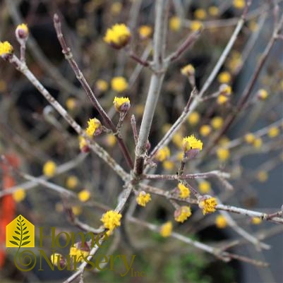 Cornus mas 