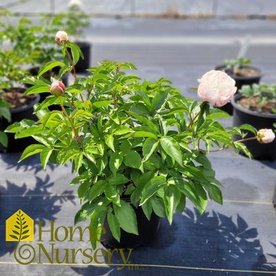 Paeonia lactiflora 'Shirley Temple'