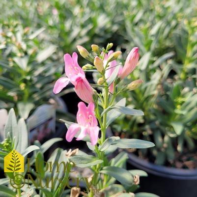 Penstemon barbatus Rock Candy® Light Pink