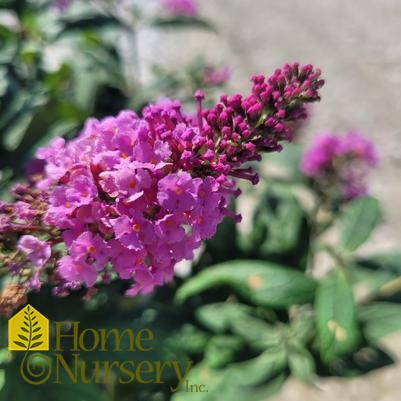 Buddleia x Pugster Pinker®