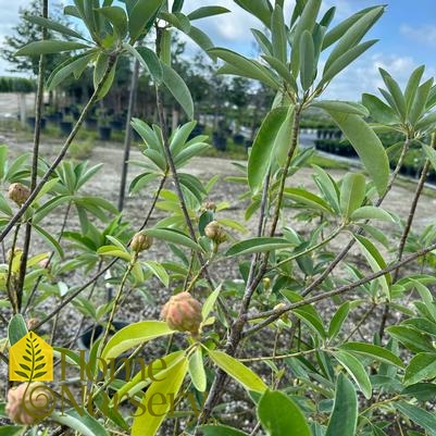 Magnolia virginiana 