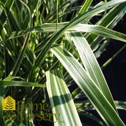 Miscanthus sinensis var. condensatus 'Cosmopolitan'