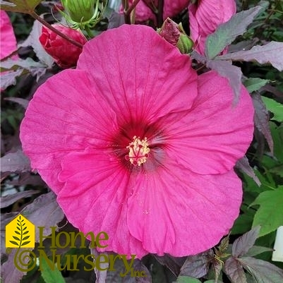 Hibiscus x Summerific® 'Evening Rose'