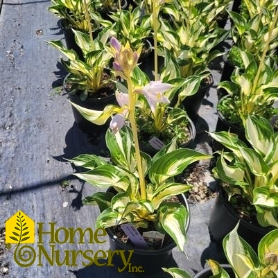 Hosta x 'Loyalist'