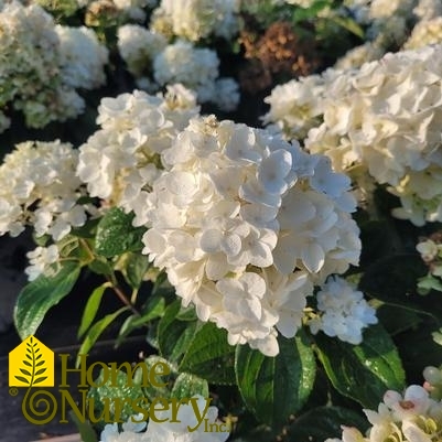 Hydrangea Paniculata Little Hottie®