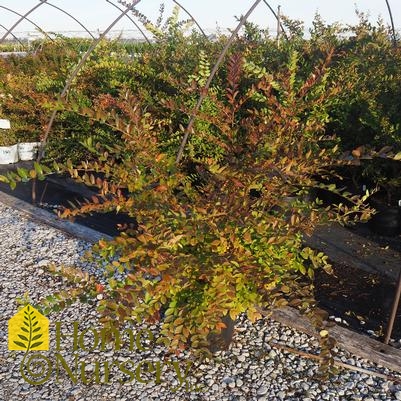 Lagerstroemia indica x fauriei 'Acoma'