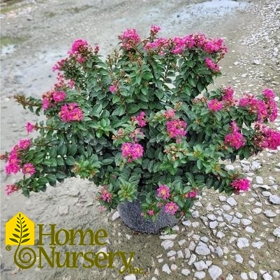 Lagerstroemia indica 'Pocomoke'