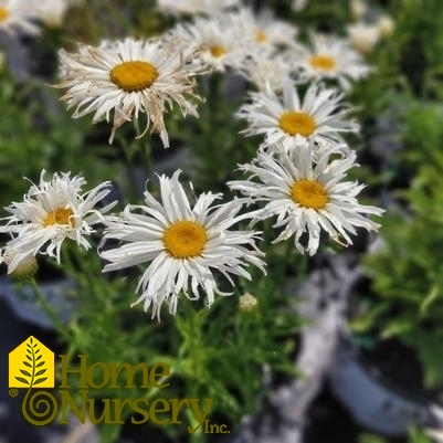 Leucanthemum superbum Amazing Daisies® 'Spun Silk'