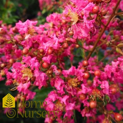 Lagerstroemia indica 'Hopi'