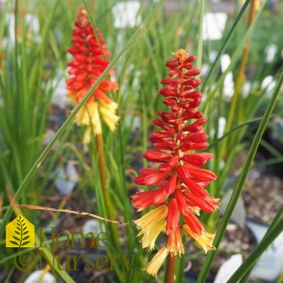 Kniphofia x Pyromania™'Rocket's Red Glare'