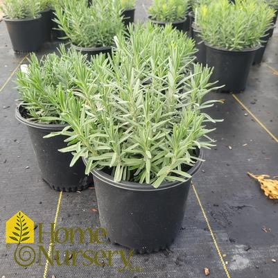 Lavandula angustifolia 'Hidcote Blue'