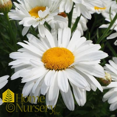 Leucanthemum superbum 'Whoops-a-Daisy'