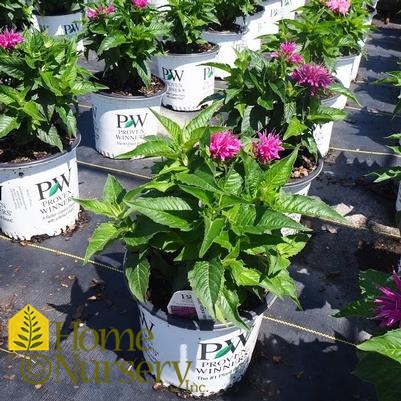 Monarda didyma 'Pardon My Purple'