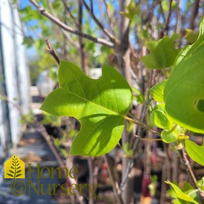 Liriodendron tulipifera 