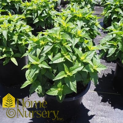 Monarda x Sugar Buzz® 'Bubblegum Blast'