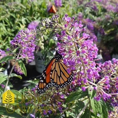 Buddleia x Lo & Behold® 'Purple Haze'