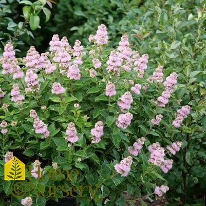 Caryopteris incana Beyond Pink'd®