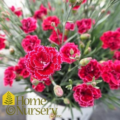 Dianthus x Fruit Punch® 'Black Cherry Frost'