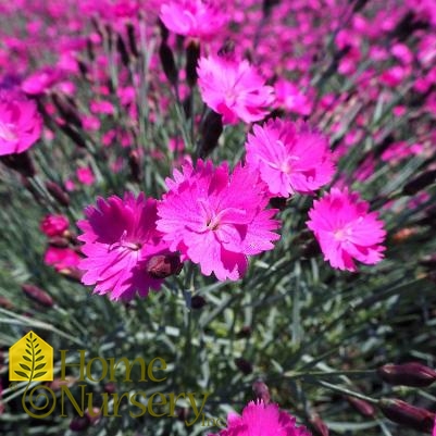 Dianthus gratianopolitanus 'Firewitch'