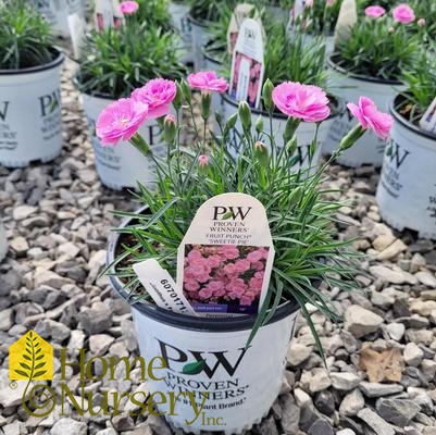 Dianthus x Fruit Punch® 'Sweetie Pie'