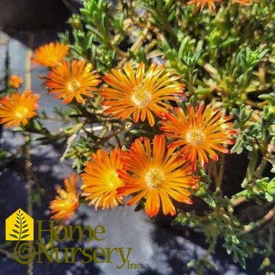 Delosperma x Ocean Sunset™ Orange Vibe