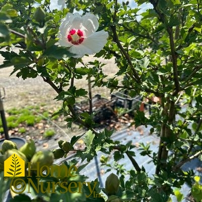 Hibiscus syriacus 'Red Heart' tree form