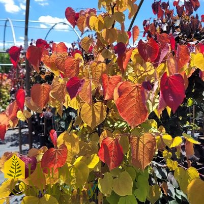 Cercis canadensis Flame Thrower®