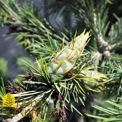 Pseudotsuga menziesii 